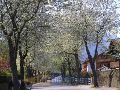 Baumbl&uuml;te in der Fritz M&uuml;ller Strasse