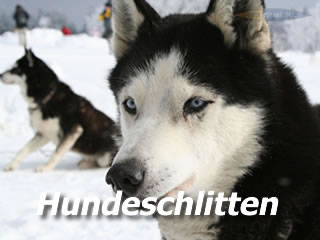 Hundeschlittenrennen